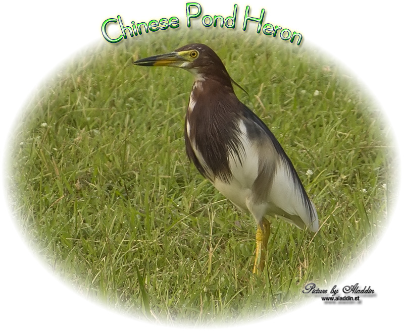 Chinese Pond Heron, Ardeola bacchus, นกยางกรอกพันธุ์จีน