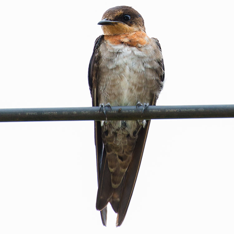 Pacific swallow, Hirundo tahitica, นกนางแอ่นแปซิฟิค