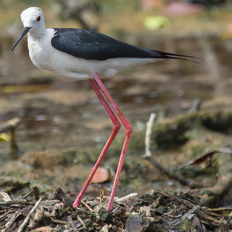 Black-winged Stilt, Himantopus himantopus, นกตีนเทียน