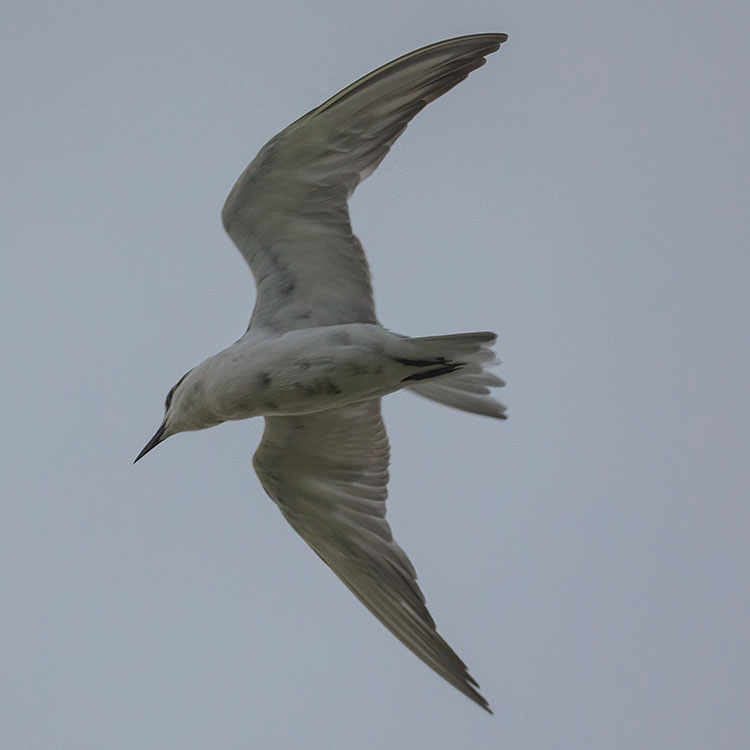 Whiskered Tern, Chlidonias hybrida, Chlidonias hybridus, นกนางนวลแกลบเคราขาว