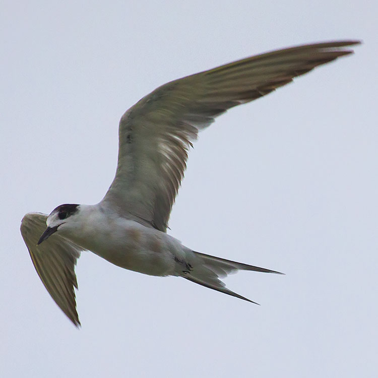 Whiskered Tern, Chlidonias hybrida, Chlidonias hybridus, นกนางนวลแกลบเคราขาว