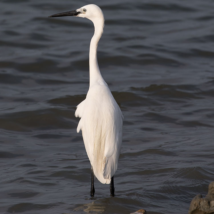 Little Egret, Egretta garzetta, นกยางเปีย, コサギ
