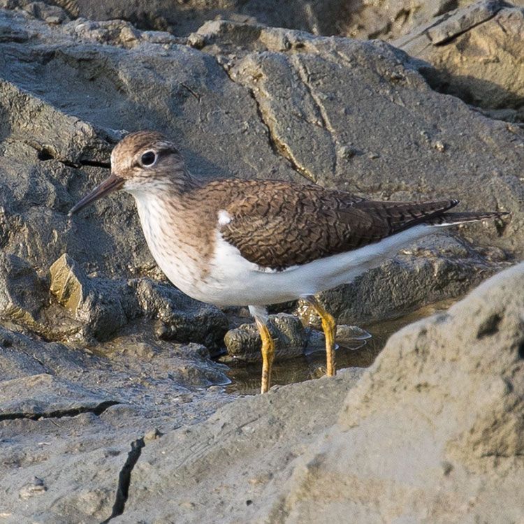 Common Sandpiper, Actitis hypoleucos, Drillsnäppa, イソシギ, นกเด้าดิน