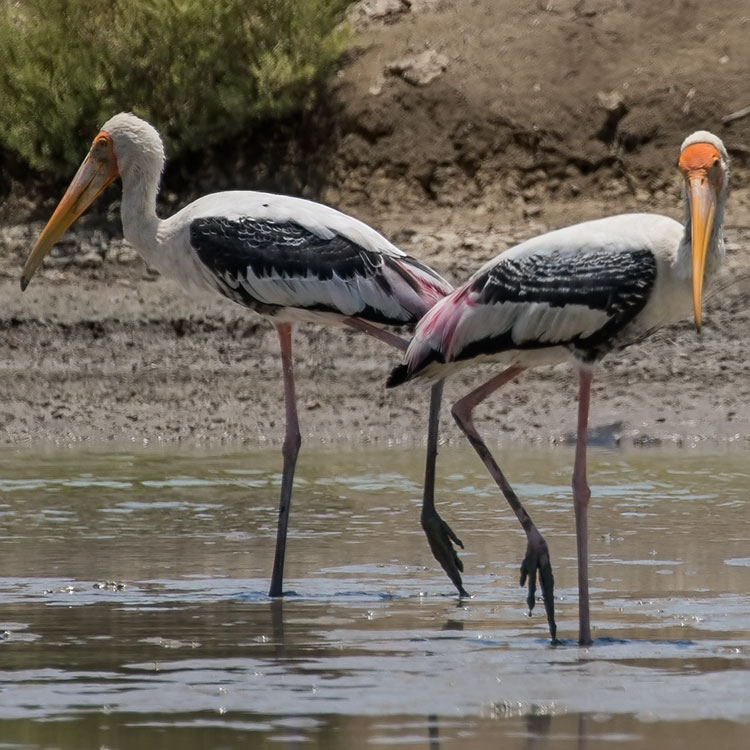 Painted Stork, Mycteria leucocephala, นกกาบบัว