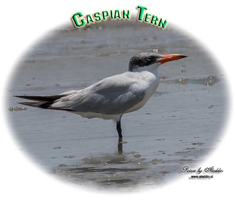 Caspian Tern, Hydroprogne caspia, นกนางนวลแกลบแคสเปียน