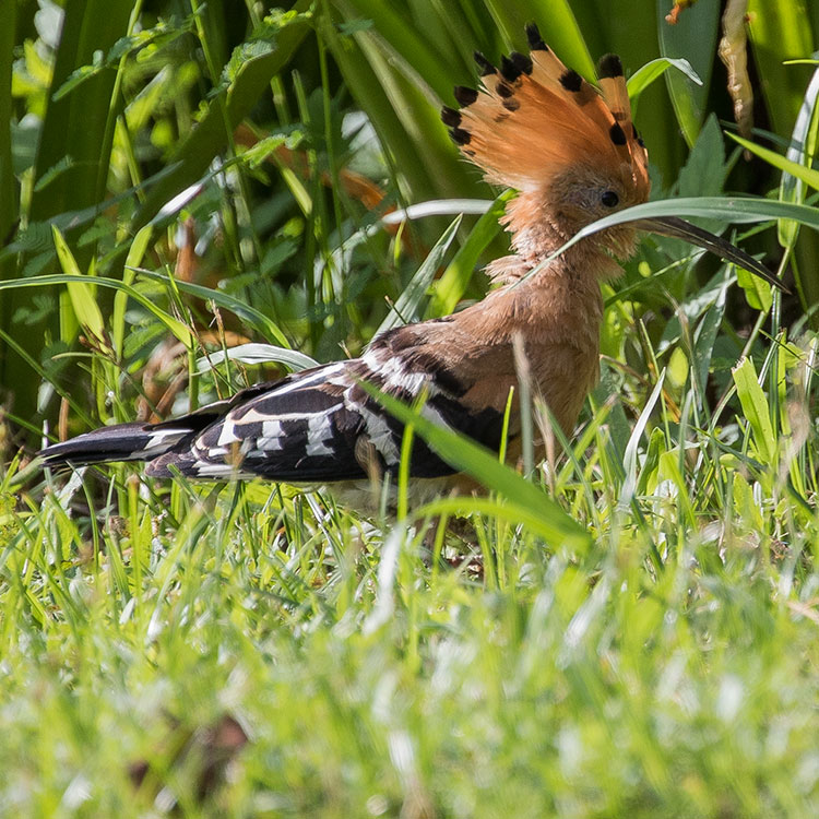 Eurasian Hoopoe, फाप्रे चरा, Upupa epops, นกกะรางหัวขวาน