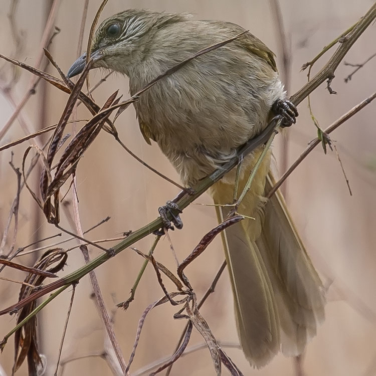 Streak-eared Bulbul, Pycnonotus blanfordi, นกปรอดสวน