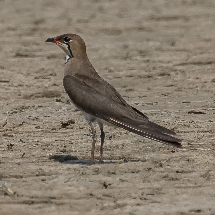 Oriental Pratincole, Glareola maldivarum, นกแอ่นทุ่งใหญ่