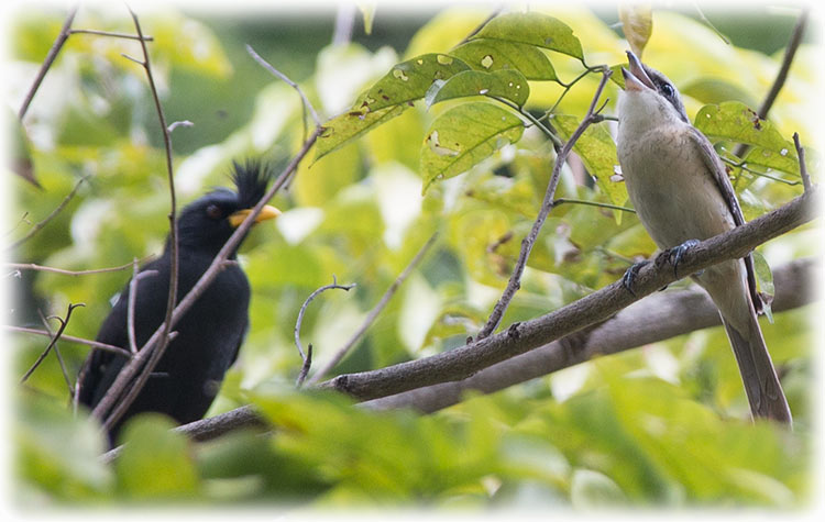 Brown shrike, Lanius cristatus, นกอีเสือสีน้ำตาล