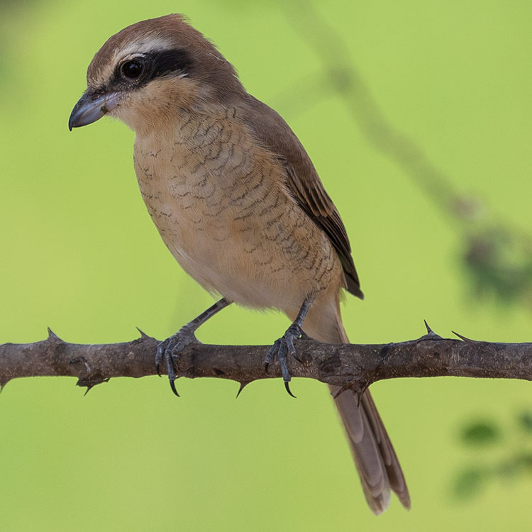 Brown shrike, Lanius cristatus, นกอีเสือสีน้ำตาล