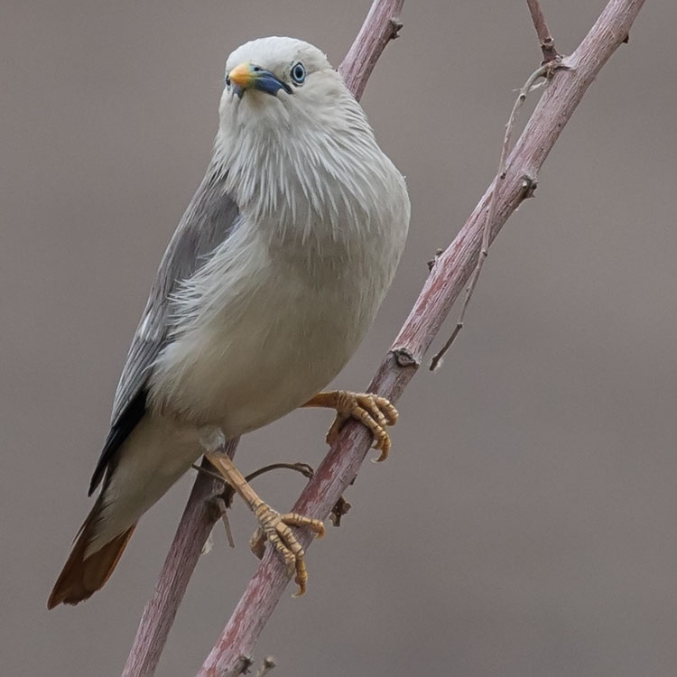 Chestnut-tailed Starling, Grey-headed Myna, Sturnia malabarica, นกกิ้งโครงแกลบหัวเทา