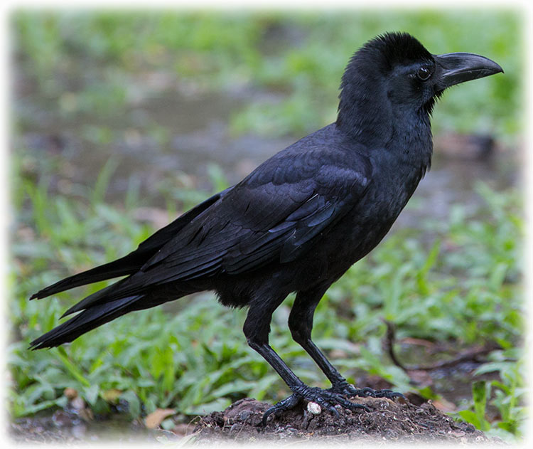 Large-billed Crow, thick-billed crow, Jungle crow, Corvus macrorhynchos, ハシブトガラス, Corvus macrorhynchos japonensis, อีกา