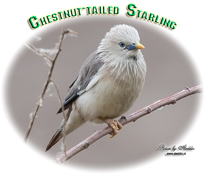 Chestnut-tailed Starling, Grey-headed Myna, Sturnia malabarica, นกกิ้งโครงแกลบหัวเทา