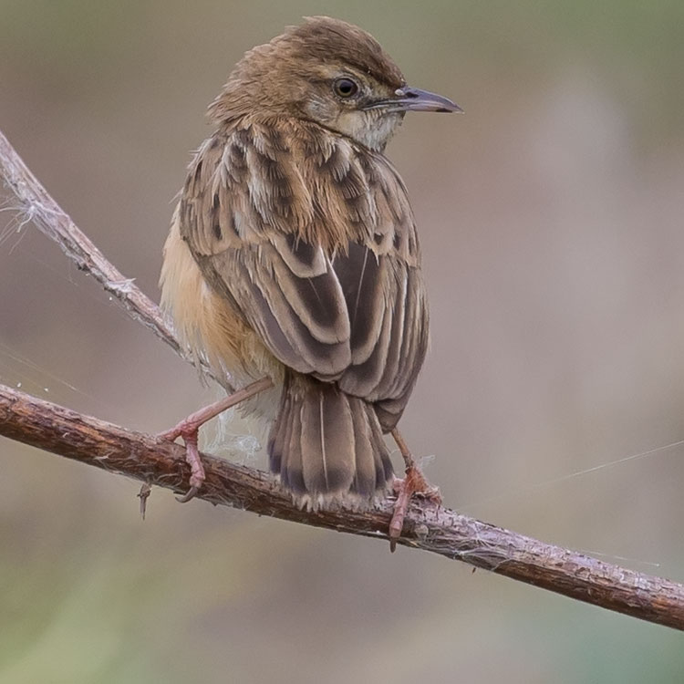 Zitting Cisticola, फिरफिरे, Cisticola juncidis, นกยอดข้าวหางแพนลาย