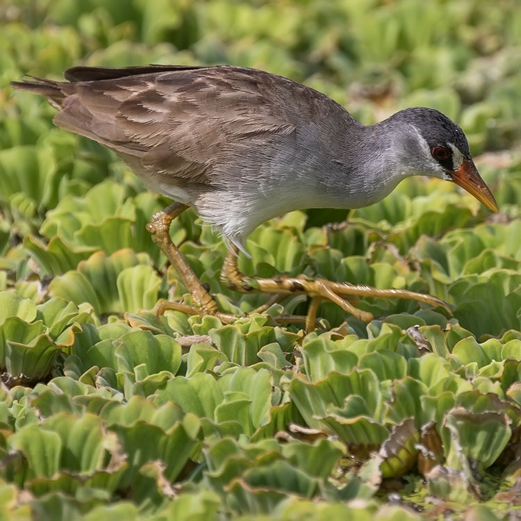 White-browed Crake, Porzana cinerea, นกอัญชันคิ้วขาว