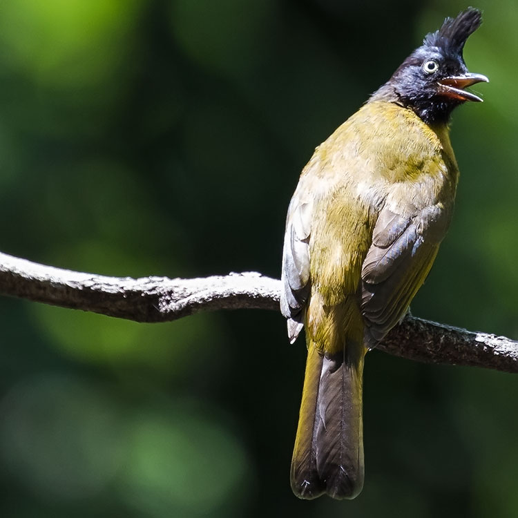 Black-crested Bulbul, Pycnonotus flaviventris, นกปรอดเหลืองหัวจุก