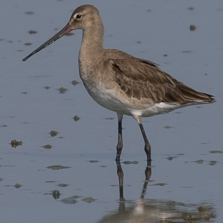 Black-tailed Godwit, Limosa limosa, นกปากแอ่นหางดำ