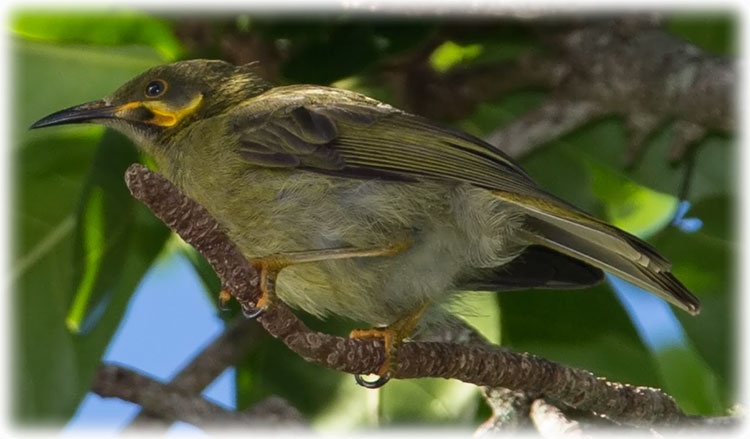 Polynesian Wattled Honeyeater or Eastern Wattled Honeyeater, Foulehaio carunculatus