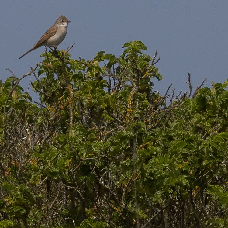 Bird watching / Birding at Falsterbo--South Flommen