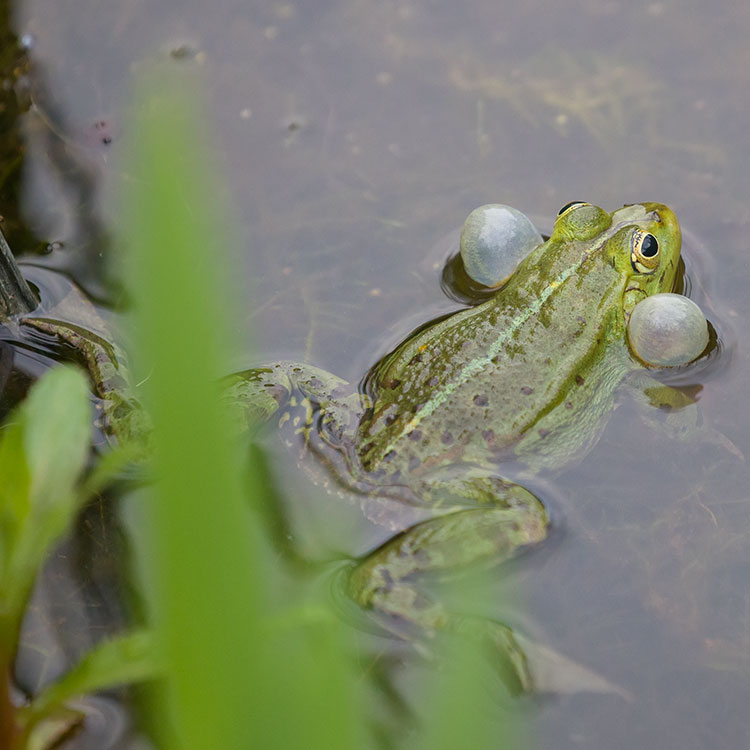 Bird watching / Birding at Ängavallen Hotel - Frogs