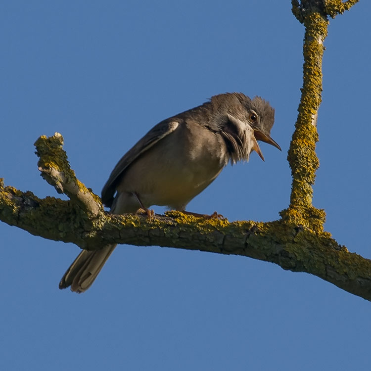 Hasslarps Dammar - Common Whitethroat, Sylvia communis, Törnsångare