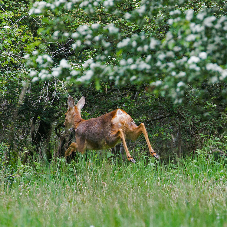 Deer