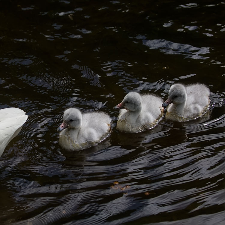 Whooper Swan, Cygnus cygnus, Sångsvan