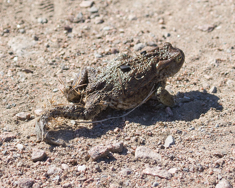 Bird watching at Lake Hornborga / Hornborgasjön - Toad