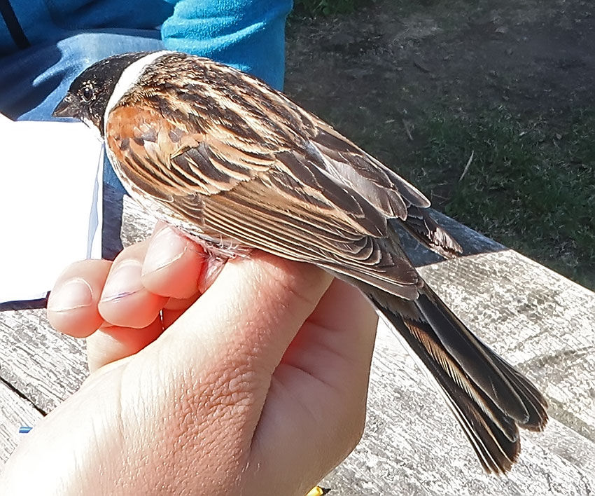 Bird ringing at Lake Hornborga / Hornborgasjön