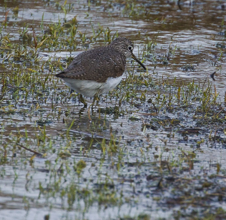 Birding/ Bird watching in Skåne - Hasslarps Dammar