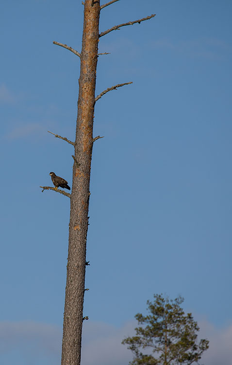 Common Buzzard