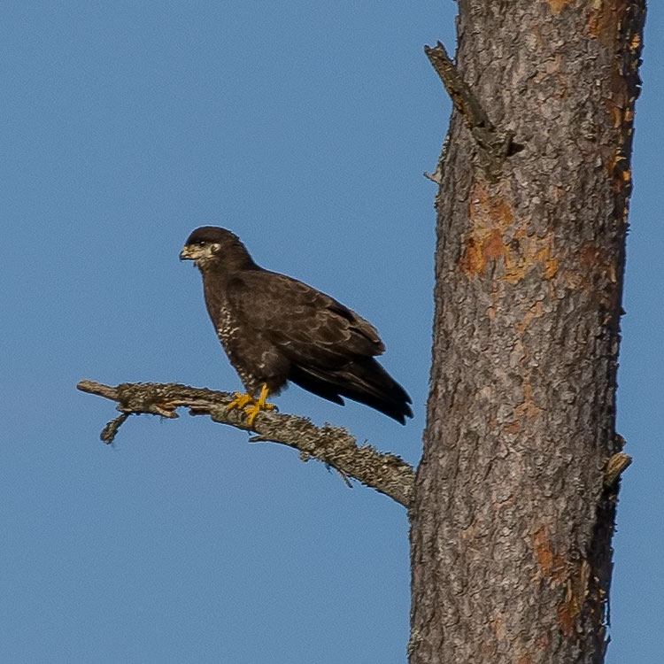 Common Buzzard