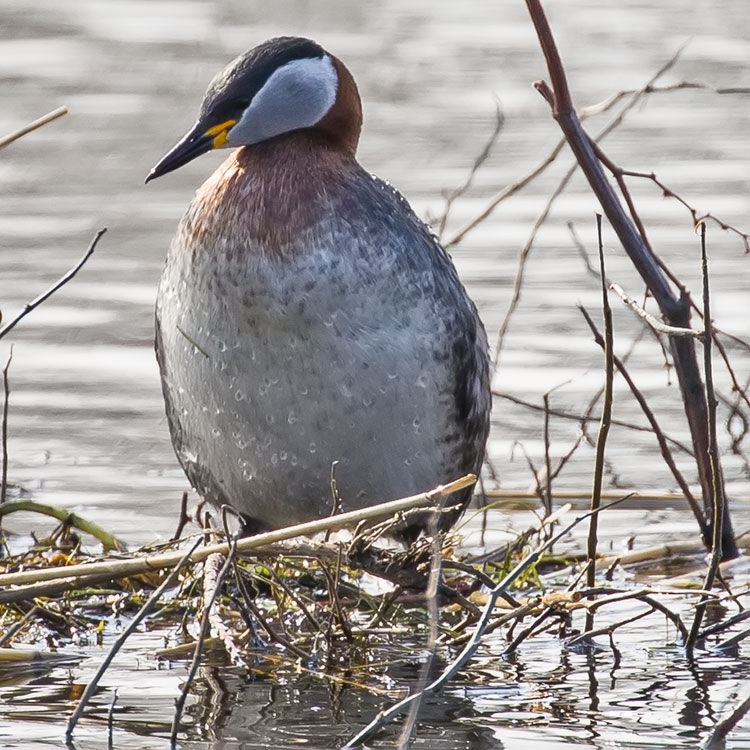 Bird watching at Hornborgasjön