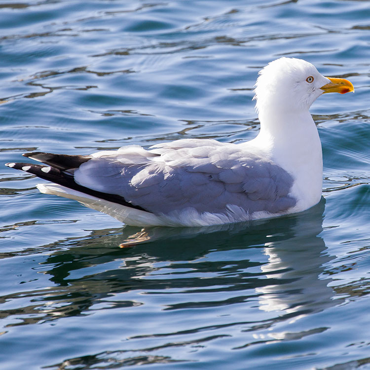 European Herring Gull, Larus argentatus, Gråtrut