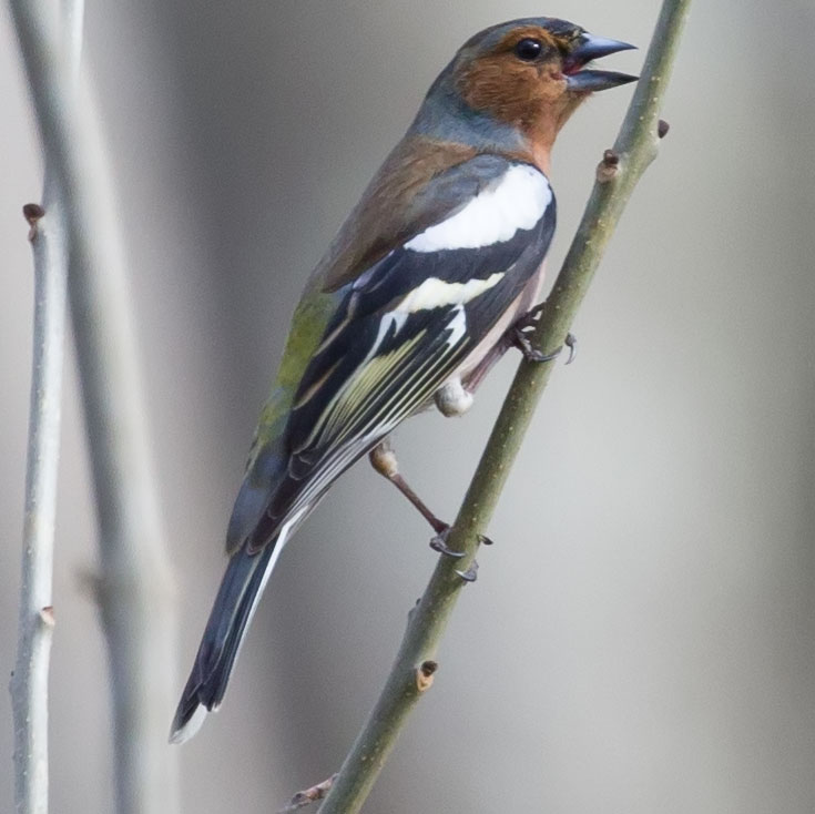 Bird watching on Öland - Böda Hamn