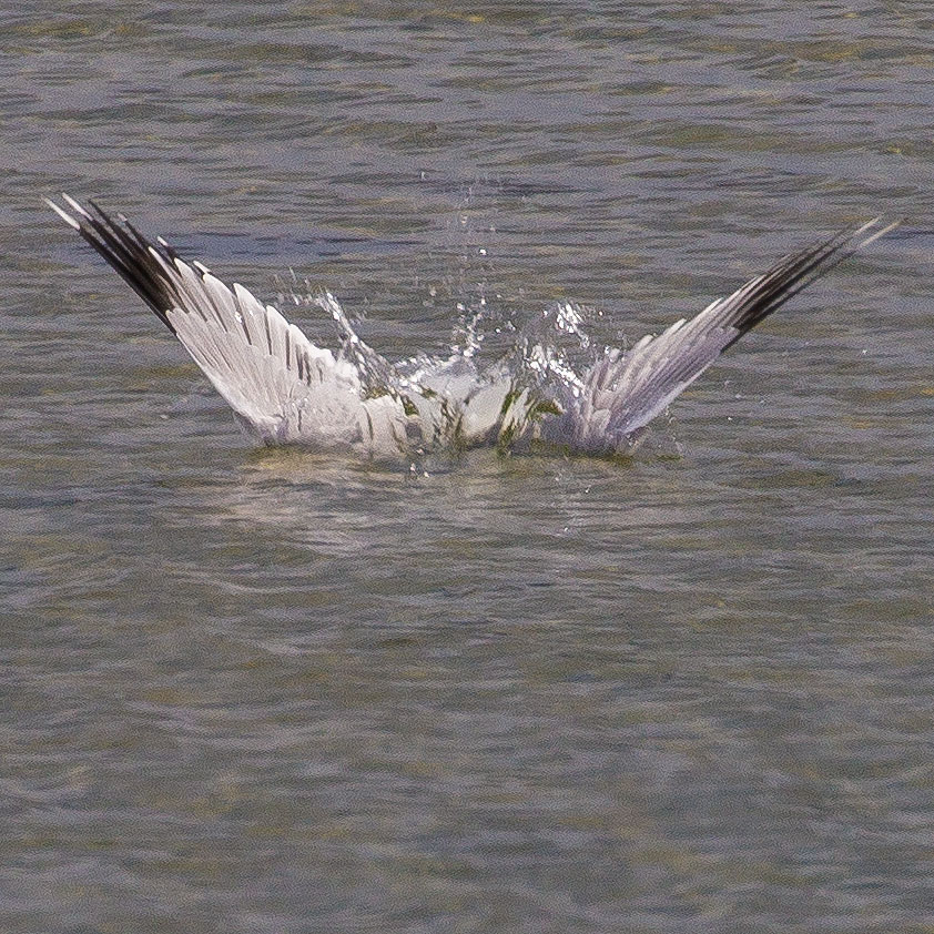 Bird watching Skåne