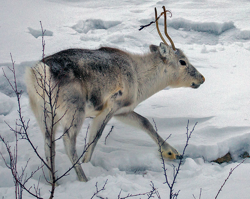 Reindeer
