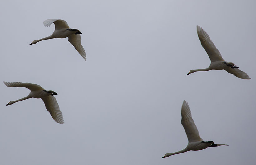 Whopper Swans