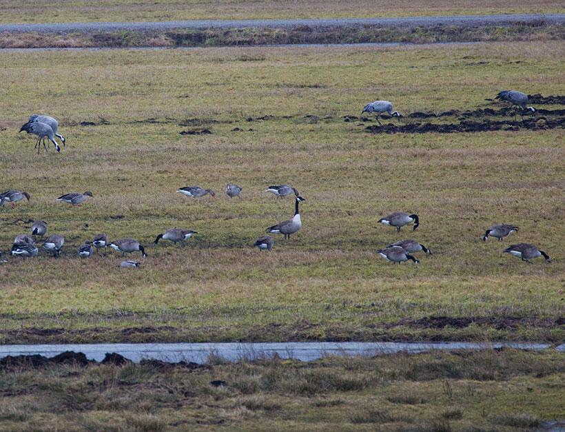 Bird watching at Trandansen, Hornborgasjön