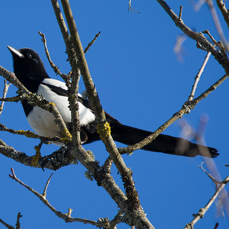 Eurasian Magpie, Common Magpie, Pica pica, Skata