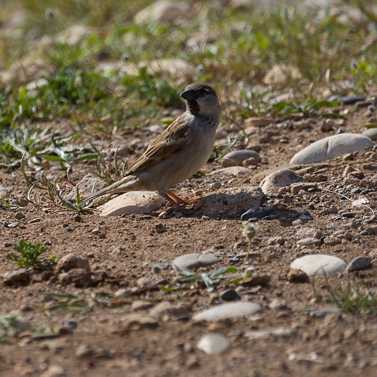 House Sparrow, Passer domesticus, Gråsparv, นกกระจอกใหญ่