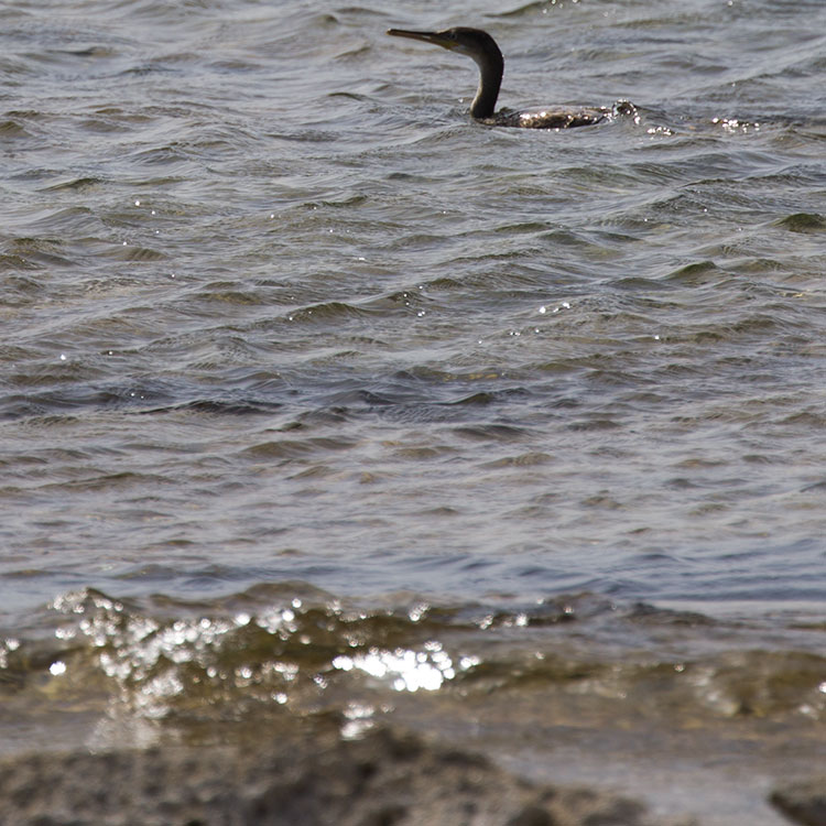 Birding/ Bird watching on Cyprus - Paphos (Πάφος) Headland