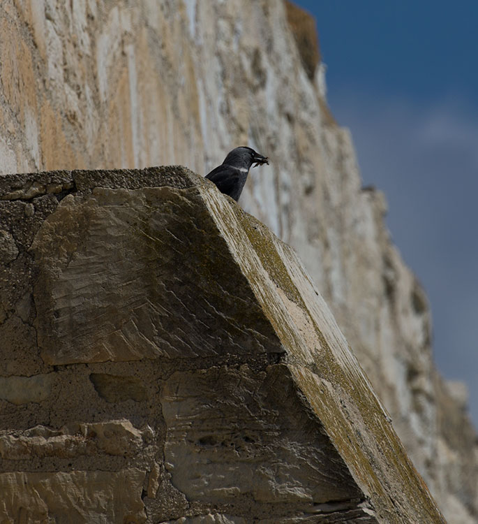 Birding/ Bird watching on Cyprus - Larisis, Larnaca, Larnaca