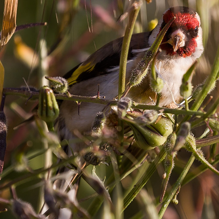 European Goldfinch or Goldfinch, Carduelis, Steglits, Steglits