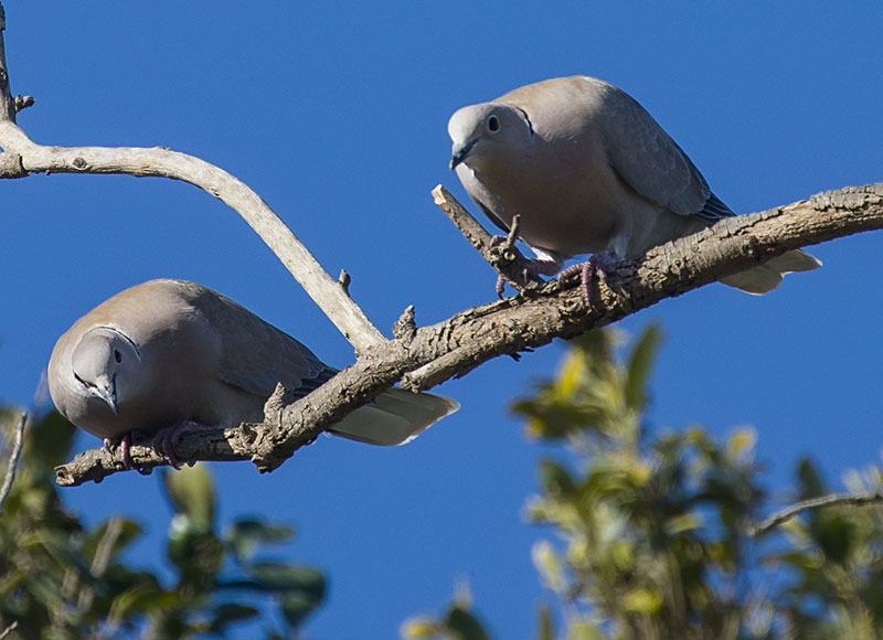 Eurasian Collared Dove, Collared Dove, Turkduva, Streptopelia decaocto