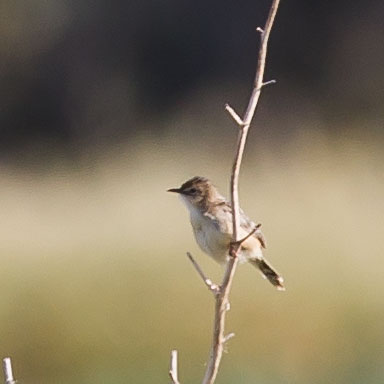 Birding/ Bird watching on Malta - Ghajn Tuffieha