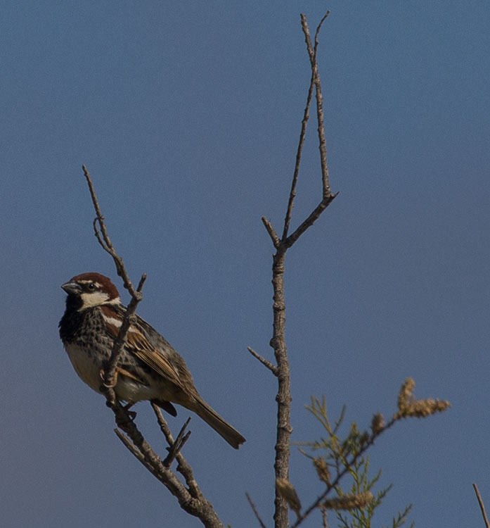 Birding/ Bird watching on Malta - Xrobb l-Ghagin