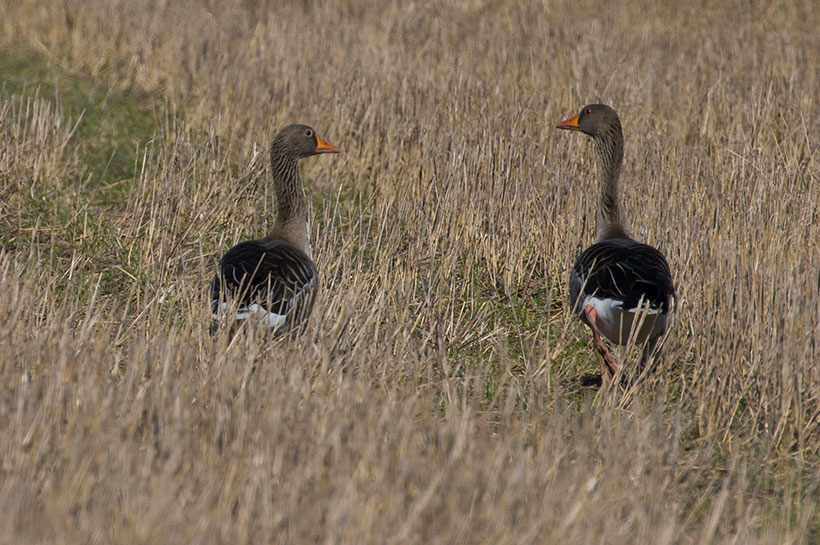 Greylag Goose, Anser anser, Grågås, Grågås