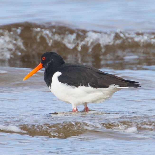 Eurasian Oystercatcher, Haematopus ostralegus, Common Pied Oystercatcher, Palaearctic Oystercatcher, Strandskata