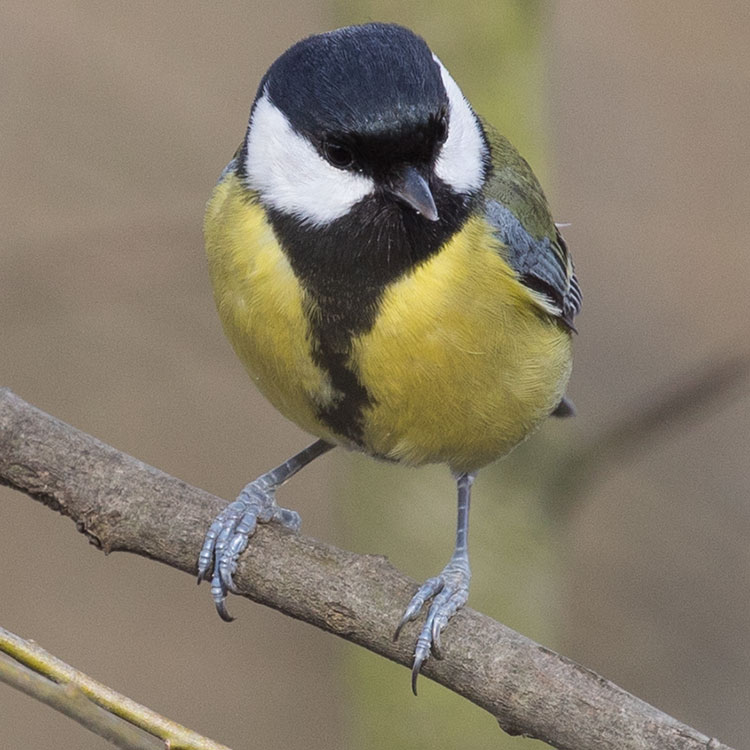 Great Tit, Parus major, चिचिल्कोटे, Talgoxe